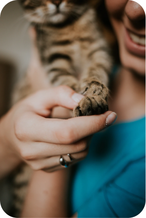 cat images